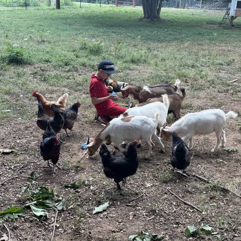 Camp chickens and goats